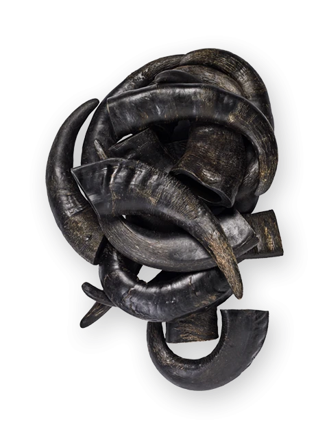 Corne de Buffle 5 kg