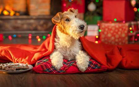 Les collations les plus savoureuses à déguster sous le sapin de Noël