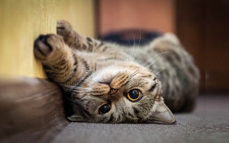 Gâte ton chat avec ces délicieux snacks pour chats !