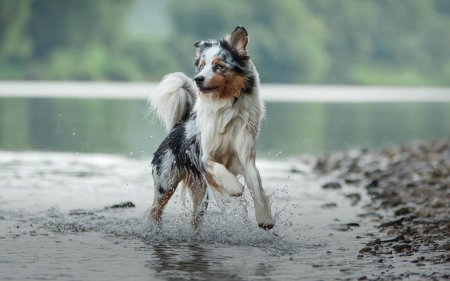 Du poisson pour ton chien ? Un pas en avant positif pour la santé !