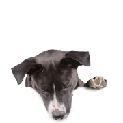 Compléments pour chiens