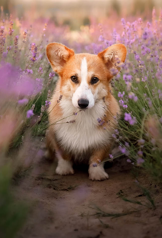 Les en-cas les plus appréciés des animaux de compagnie